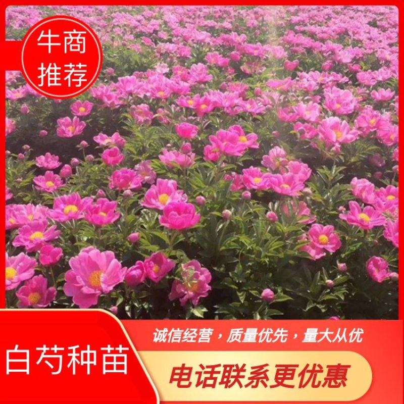白芍种苗白芍芽头白芍芽可以观赏绿化，成活率高