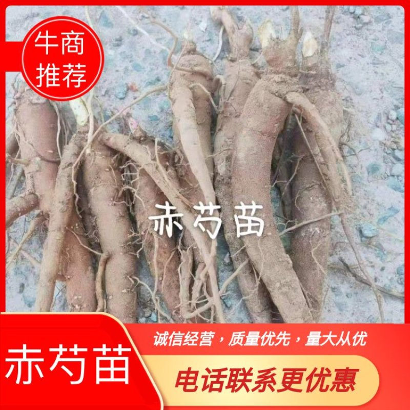 精选大优质赤芍苗，基地赤芍苗基地直销价格优惠赤芍苗