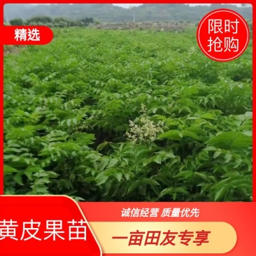 【精选黑黄皮果苗】一手货源产地直发，货源充足欢迎进店选购