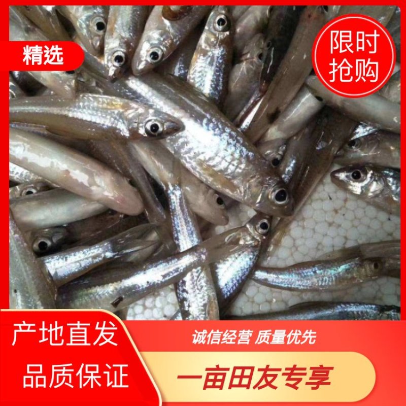 【推荐】信阳冻品船丁鱼产地直发品质保证诚信经营欢迎老板下