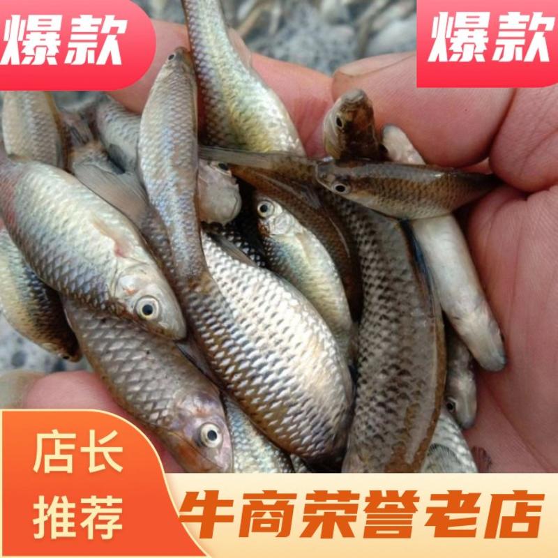【推荐】信阳麦穗鱼速冻各规格都有，产地直发品质保证
