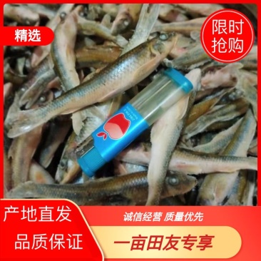 【推荐】信阳冻品船丁鱼产地直发品质保证诚信经营欢迎老板下