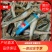 【推荐】信阳冻品船丁鱼产地直发品质保证诚信经营欢迎老板下