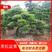 【黑松盆景】精品造型绿化苗木黑松异型黑松进口黑松造型货源充足