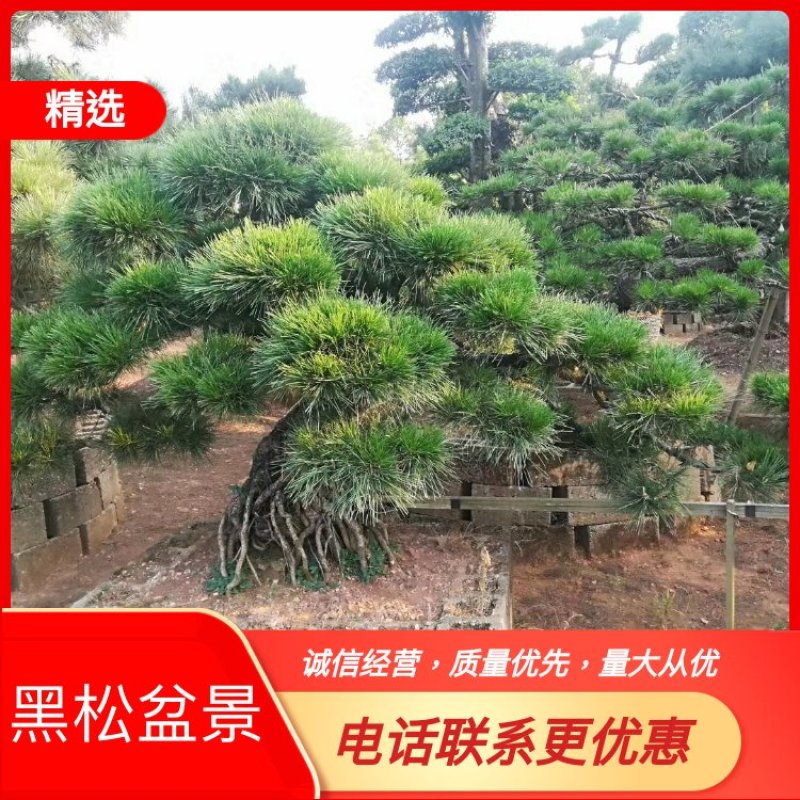 【黑松盆景】精品造型绿化苗木黑松异型黑松进口黑松造型货源充足
