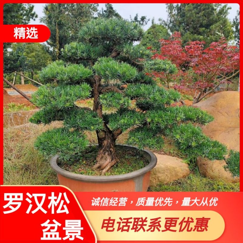 【精品造型罗汉松】，绿化造型盆景，产地湖南，基地直供量大优惠