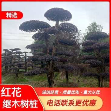 湖南红花檵木古桩，红继木桩价格，湖南红继木桩景基，货源充足
