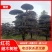 湖南红花檵木古桩，红继木桩价格，湖南红继木桩景基，货源充足