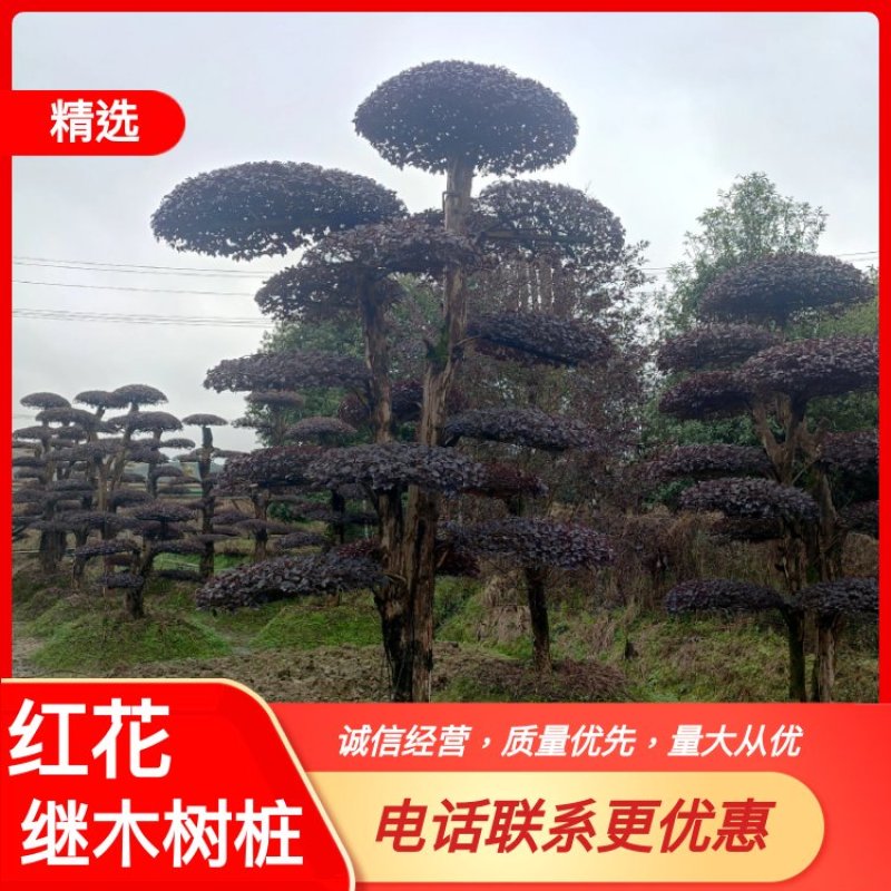 湖南红花檵木古桩，红继木桩价格，湖南红继木桩景基，货源充足