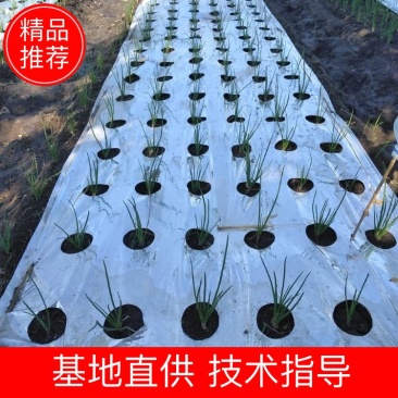 精品在线打孔银灰地膜可根据客户要求生产满足客户要求