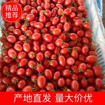 （精品）电白精品千禧圣女果大量上市，产地直发，物美价优。