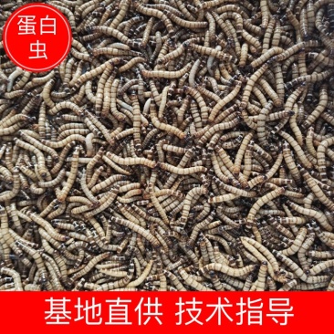 蛋白虫你养殖我回收包技术可视频看货欢迎选购