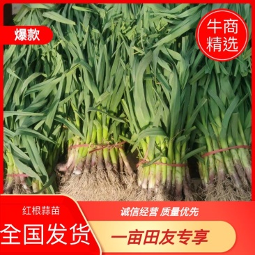 【红根蒜苗】徐州丰县，土苗，水洗蒜苗，产地直供，量大从优