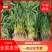 【红根蒜苗】徐州丰县，土苗，水洗蒜苗，产地直供，量大从优