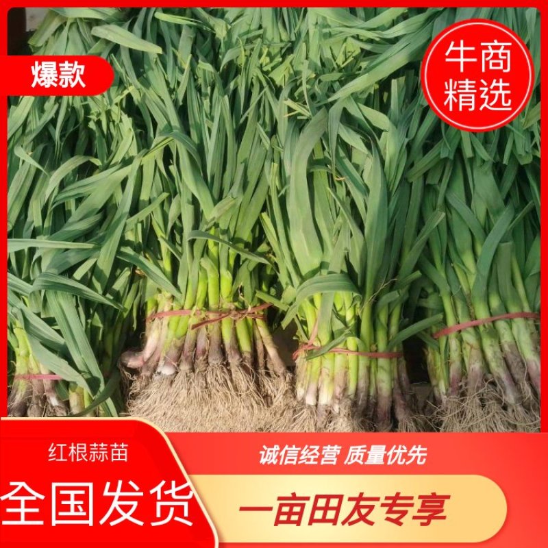 【红根蒜苗】徐州丰县，土苗，水洗蒜苗，产地直供，量大从优