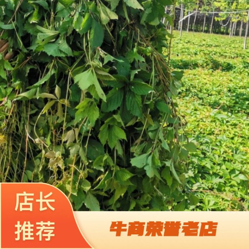 五叶爬山虎工程护坡山体绿化产地直发保售后成活率高视频看货