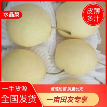 【梨】鸭梨水晶梨,河北赵县主产,对接电商平台,团购,赶大集