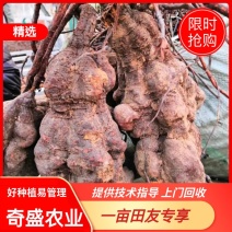 何首乌苗产地直供提供种植技术后期上门回收鲜干货