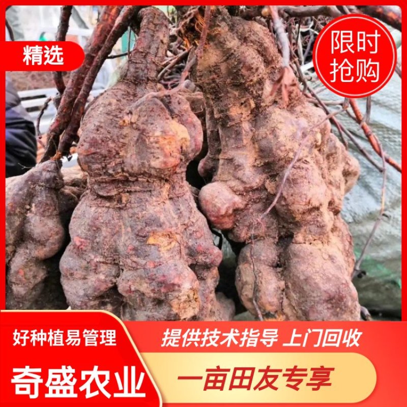 何首乌苗产地直供提供种植技术后期上门回收鲜干货