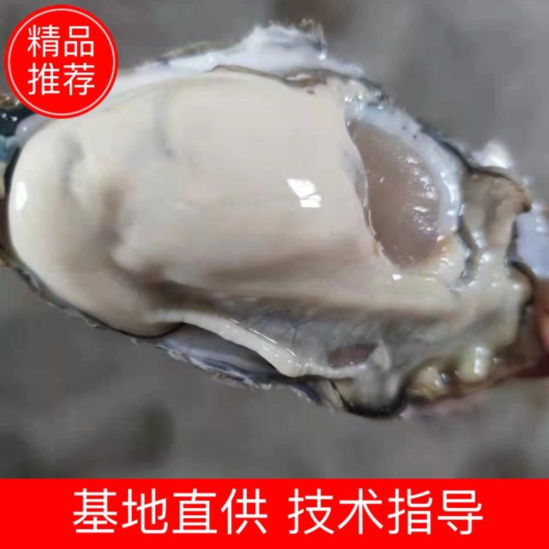 潮汕深海蚝，地推烧烤蚝，可支持半壳加工服务，原产地直发