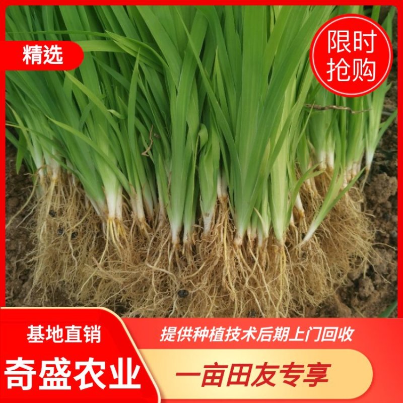 药用射干苗绿化苗提供种植技术后期上门回收