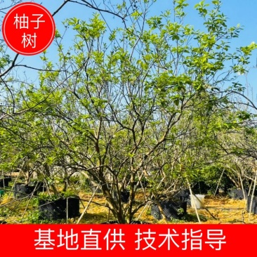 【柚子树】丛生柚子树，地产用苗，开花结果全国发货