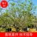 【柚子树】丛生柚子树，地产用苗，开花结果全国发货
