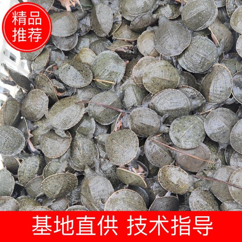 自家鱼塘母鱼产蛋孵化，外塘冷水日本甲鱼苗各种规格大量出售