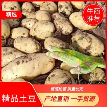 希森V7,EV,荷兰十五土豆大量供应，河北承德产地直销