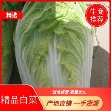黄心白菜，产地直销，欢迎全国各地新老客户采购。