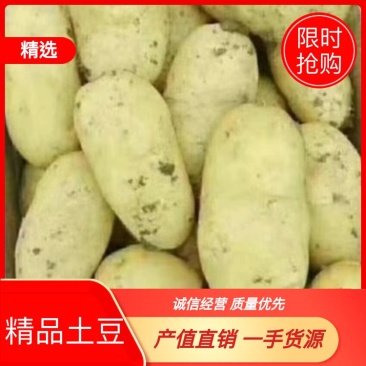 土豆希森V7，Ev系列土豆大量供应，产地直销，一手货源。