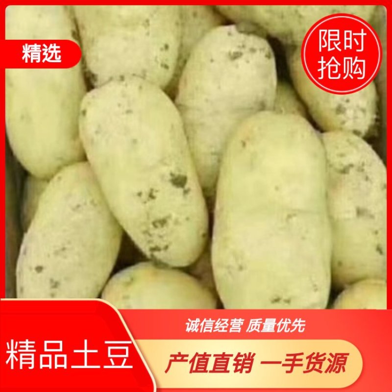 土豆希森V7，Ev系列土豆大量供应，产地直销，一手货源。