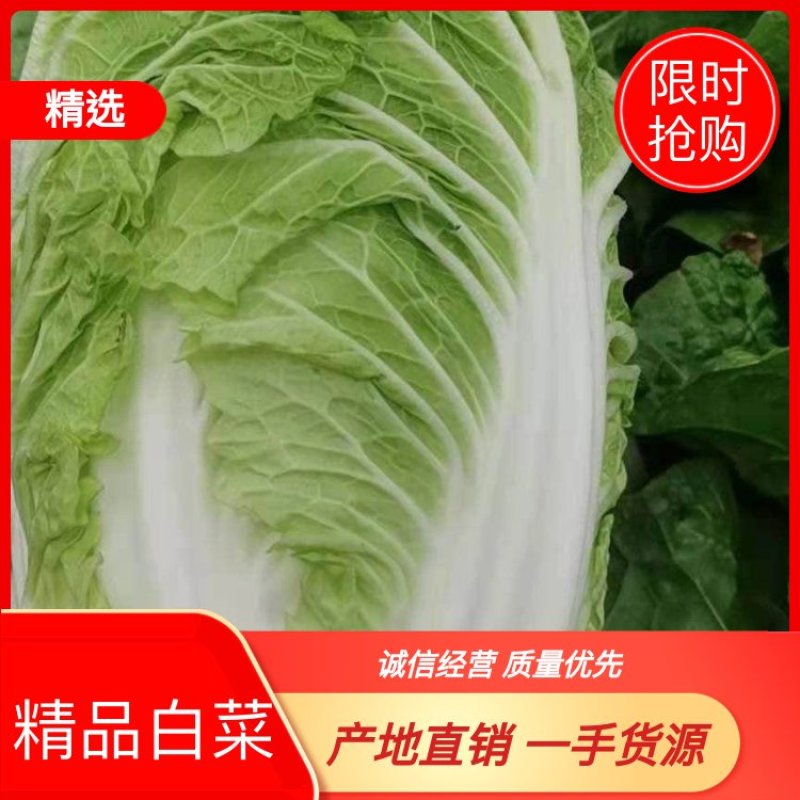 黄心白菜，河北白菜，围场白菜，3-5斤净菜品质保证