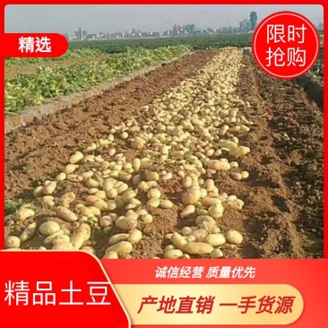 希森V7，709，Ev系列土豆2两以上精品欢迎选购
