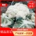 预售白花菜花河北承德产地直销，欢迎全国各地新老客户采购