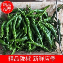 【陇椒】基地辣椒新鲜应季现摘现卖产地直销