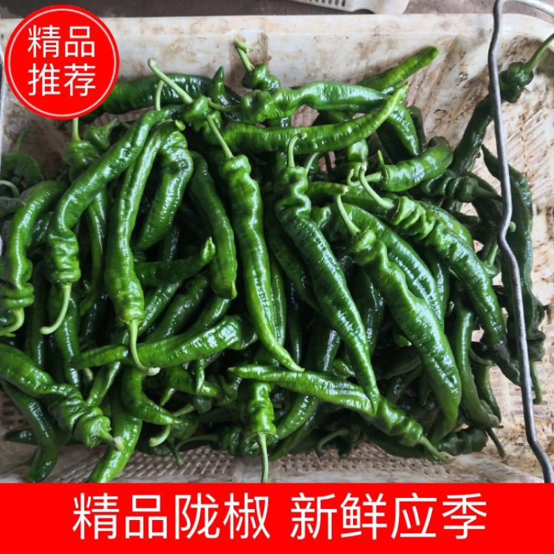 【陇椒】基地辣椒新鲜应季现摘现卖产地直销