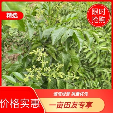 紫色黄皮果苗,一手货源,产地直发,欢迎进店选购