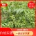 紫色黄皮果苗,一手货源,产地直发,欢迎进店选购
