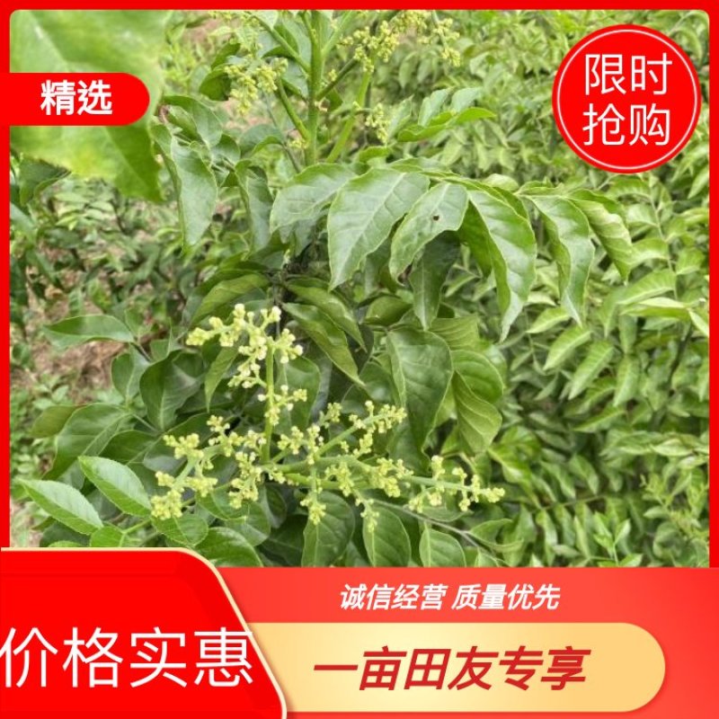 紫色黄皮果苗，一手货源，产地直发，欢迎进店选购