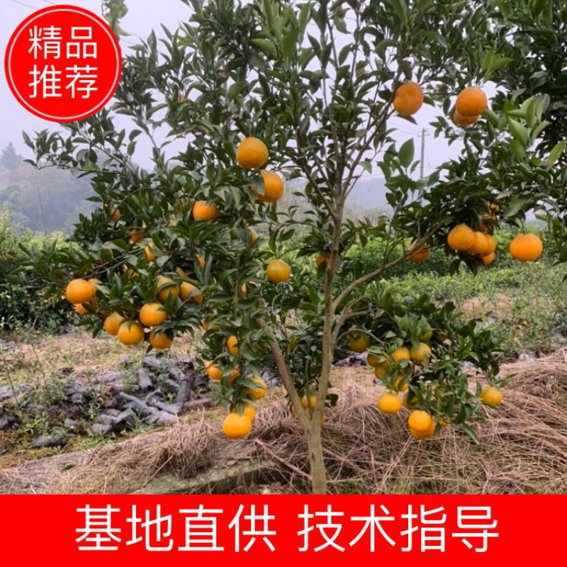 春见耙耙柑树苗果大汁多基地直销品种有保证