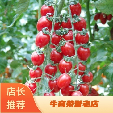 山东千禧圣女果,价格实惠,货源充足,欢迎选购咨询