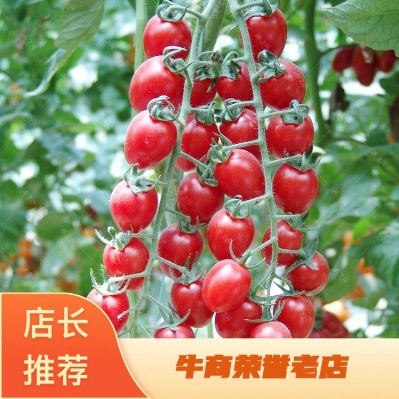 山东千禧圣女果，价格实惠，货源充足，欢迎选购咨询