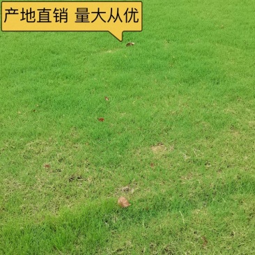 基地供应马尼拉草皮耐旱耐热性强耐寒耐践踏量大从优批发