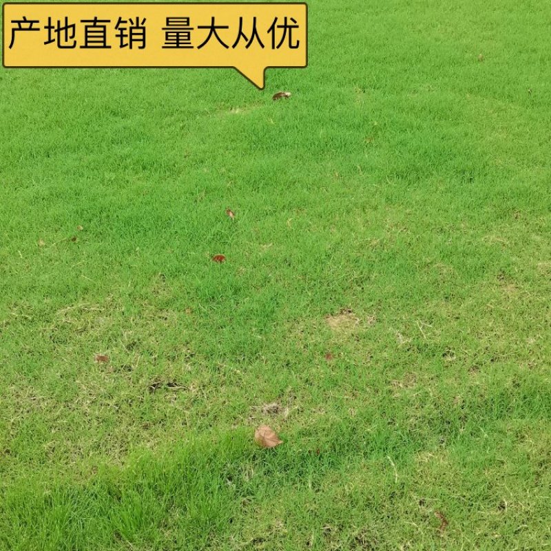 基地供应马尼拉草皮耐旱耐热性强耐寒耐践踏量大从优批发