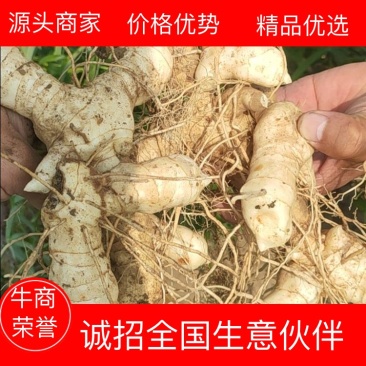大量供应东北鸡头黄精鲜货，产地直销，一手货源，量大优惠！