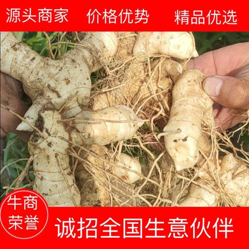 大量供应东北鸡头黄精鲜货，产地直销，一手货源，量大优惠！