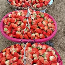 【千亩基地】优质红颜草莓口感好果型美果实硬耐运输