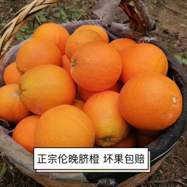 【脐橙】精品伦晚脐橙品质保证量大从优支持发货诚信经营