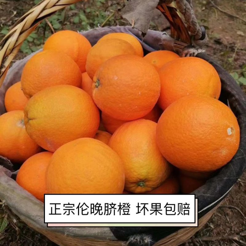 【脐橙】精品伦晚脐橙品质保证量大从优支持发货诚信经营